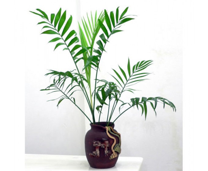 Cây lọc không khí tự nhiên