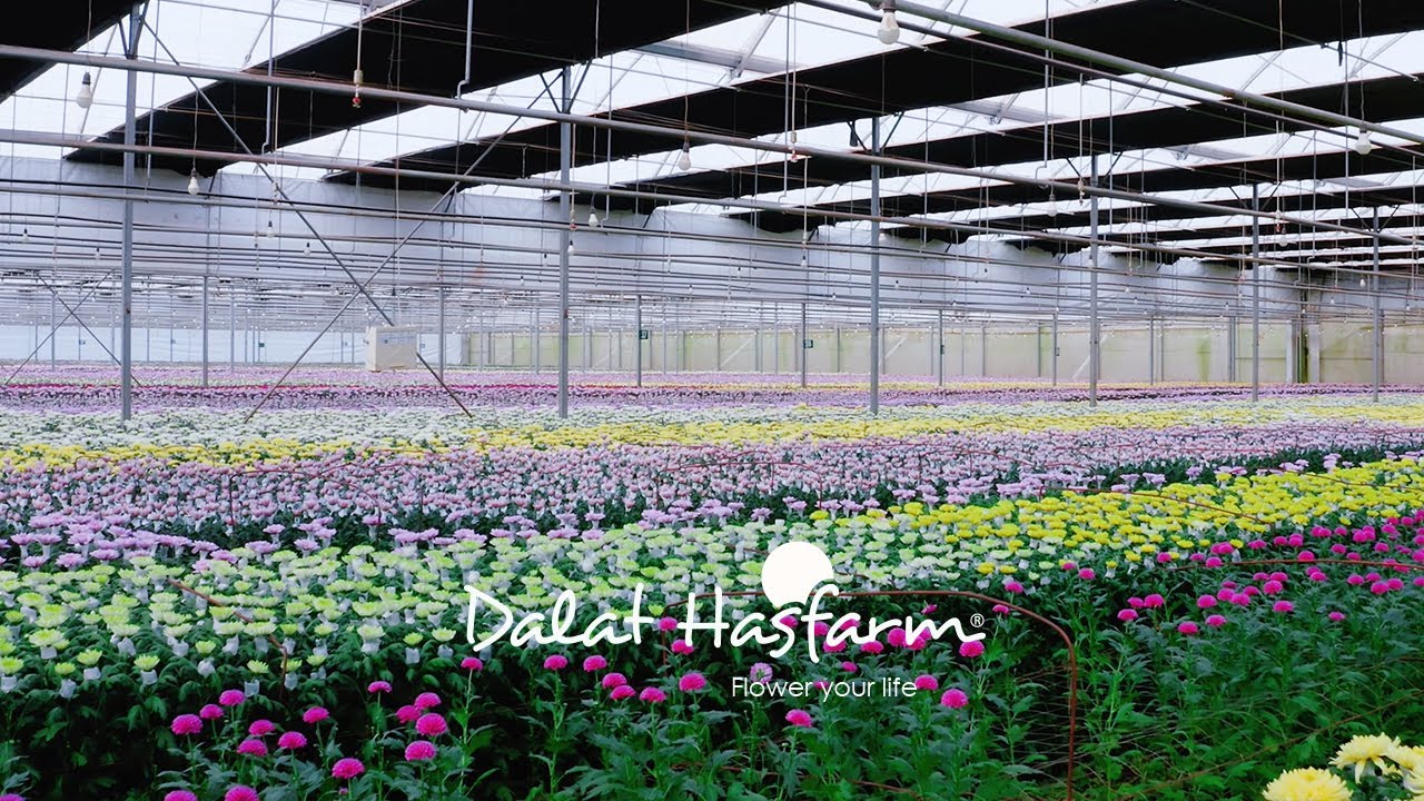 Cửa hàng hoa tươi Dalat Hasfarm