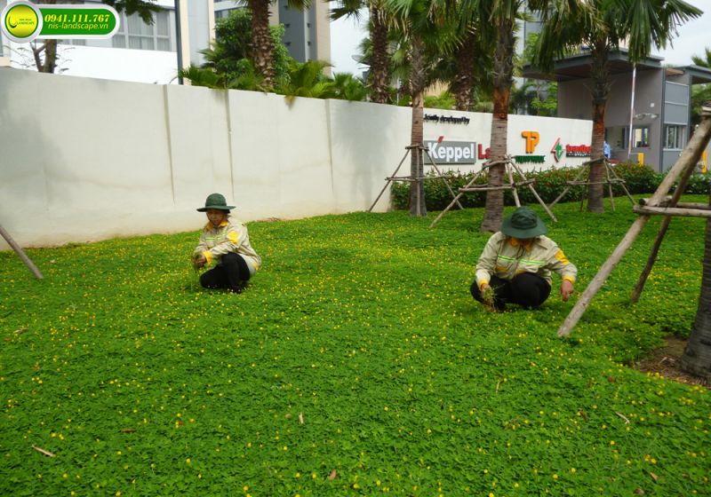 Hình ảnh NIS Landscape – đơn vị chuyên cung cấp dịch vụ chăm sóc cây xanh chất lượng cao, đội ngũ giàu kinh nghiệm và giải pháp phù hợp với nhiều đối tượng khách hàng.