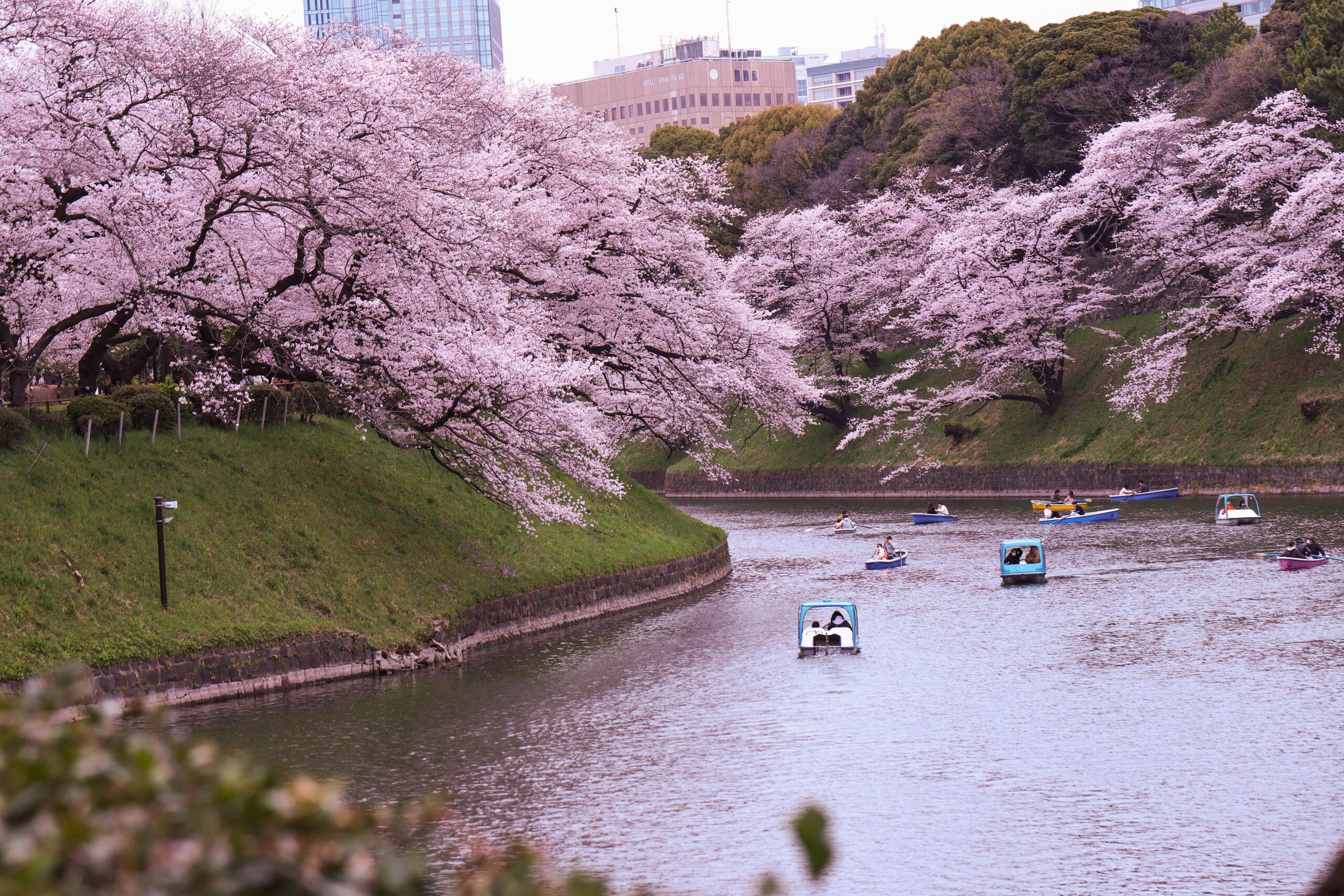 Hào Chidorigafuchi Tokyo với hoa anh đào nở hai bên đường mùa xuân