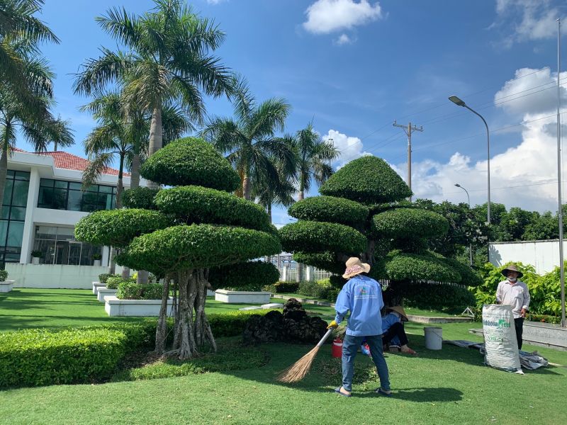 Nhân viên Vinaxanh đang chăm sóc cây cảnh văn phòng và kiểm tra cây xanh ban công theo gói dịch vụ thuê cây theo tháng.