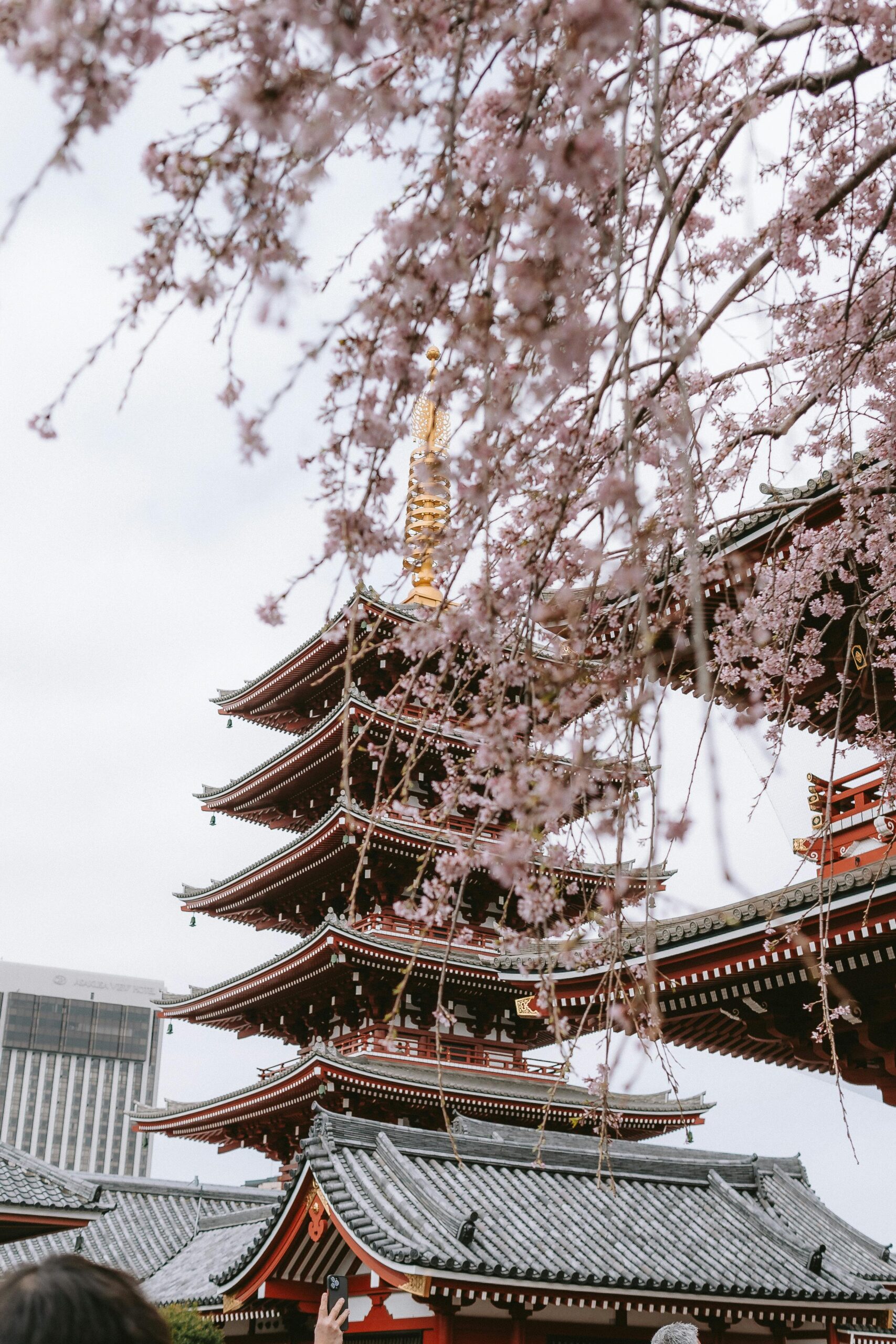 Đền thờ truyền thống Nhật Bản được bao quanh bởi hoa anh đào sakura mùa xuân