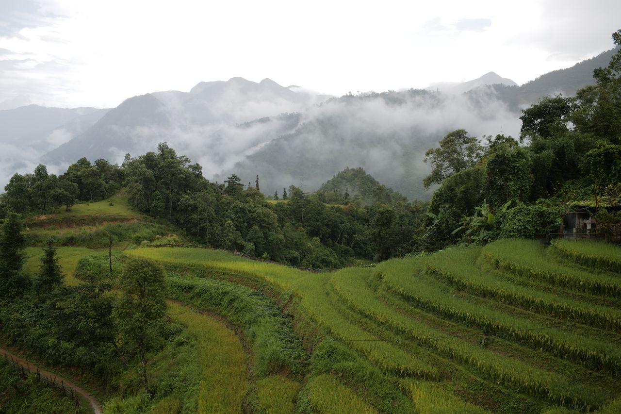 Địa điểm du lịch Sapa - Ruộng bậc thang xanh mướt