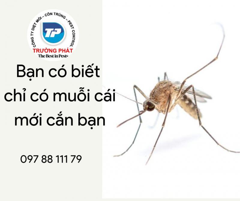 Kỹ thuật viên Trường Phát sử dụng bình phun sương để triển khai dịch vụ diệt muỗi tại khu vực có nhiều cây xanh và muỗi trú ẩn.
