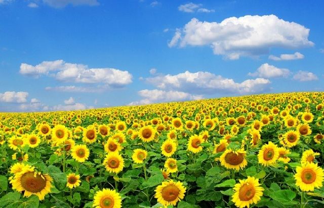 Biển hoa hướng dương rộng hơn 100ha – địa điểm du lịch nổi tiếng thu hút hàng ngàn du khách.