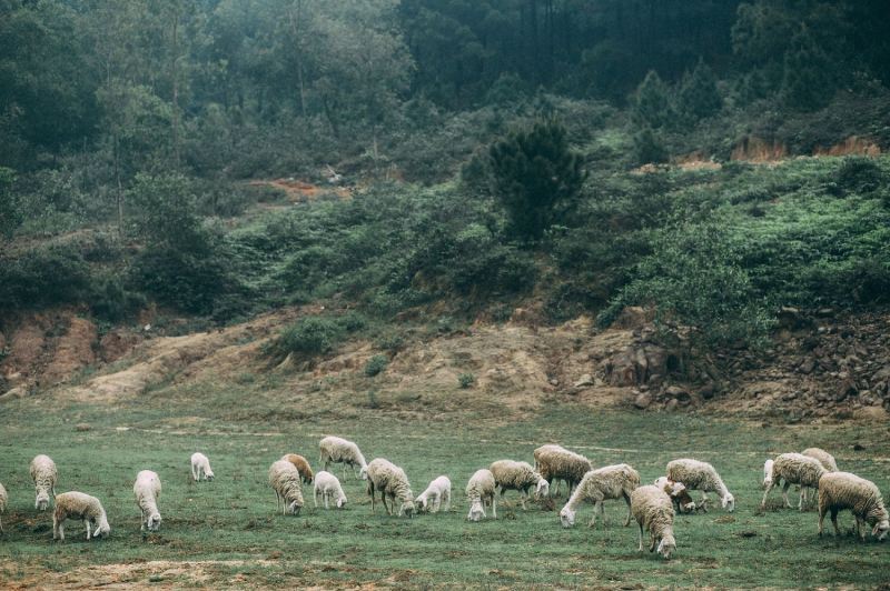 Đồng Cừu Yên Thành – Du lịch sinh thái trải nghiệm nông trại độc đáo.