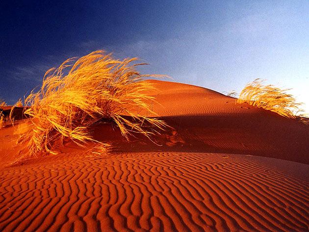 Sa mạc Namib Namibia – đụn cát đỏ và Deadvlei siêu thực, hành trình du lịch tuyệt vời giữa sa mạc cổ xưa.