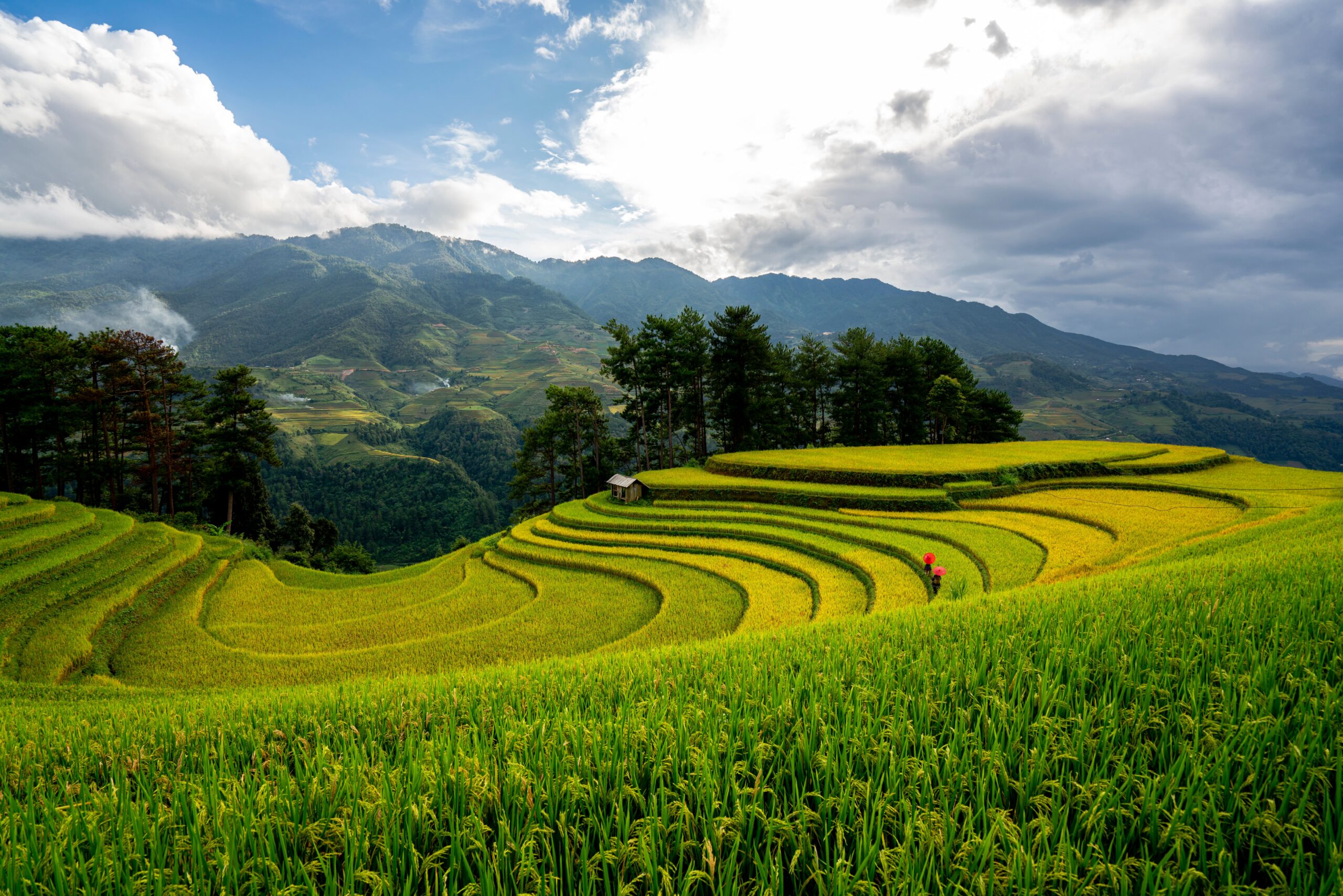 Homestay Hà Giang view ruộng bậc thang mùa lúa chín