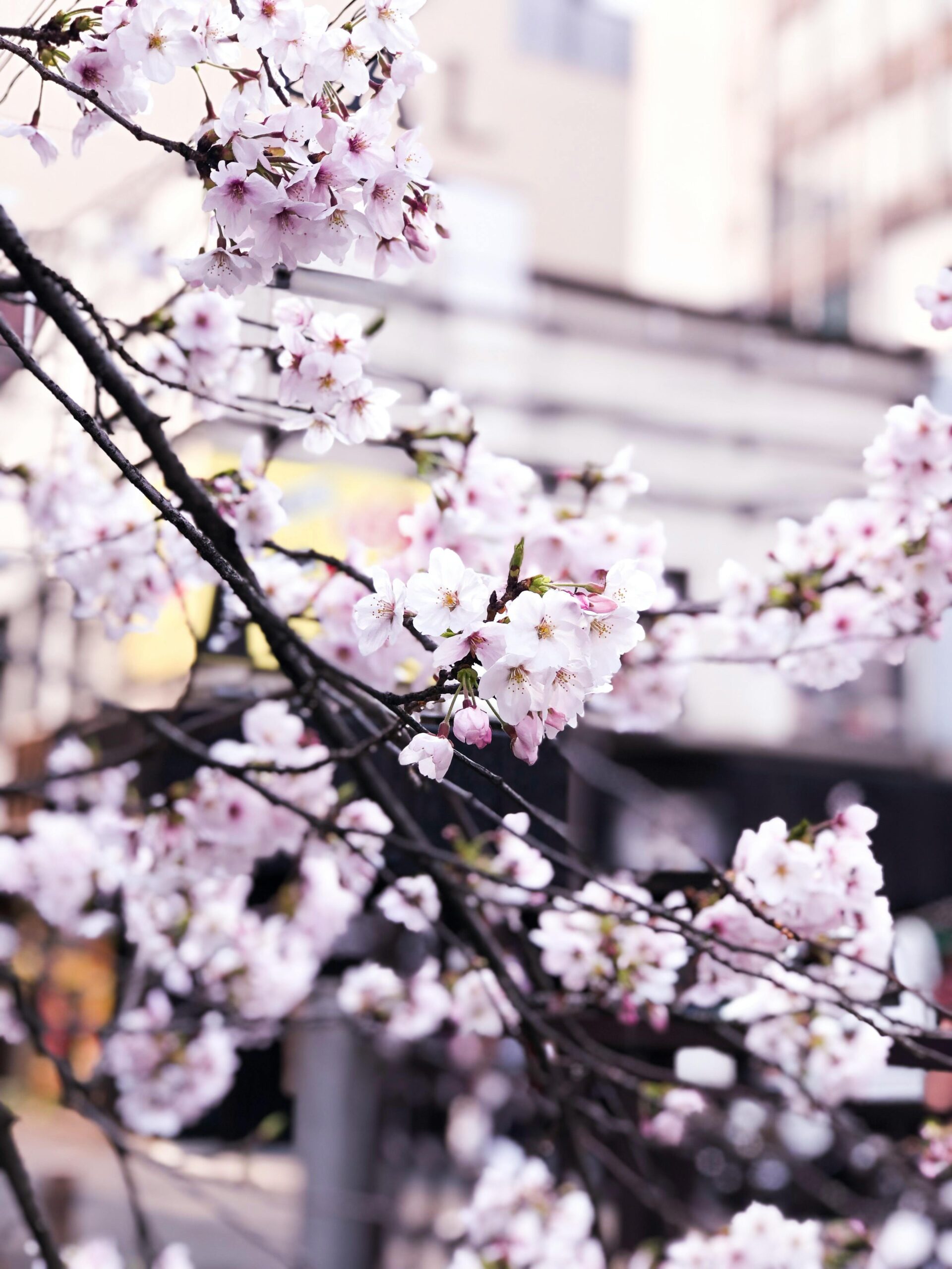 Hoa anh đào sakura nở rộ tại Kyoto Nhật Bản cận cảnh mùa xuân