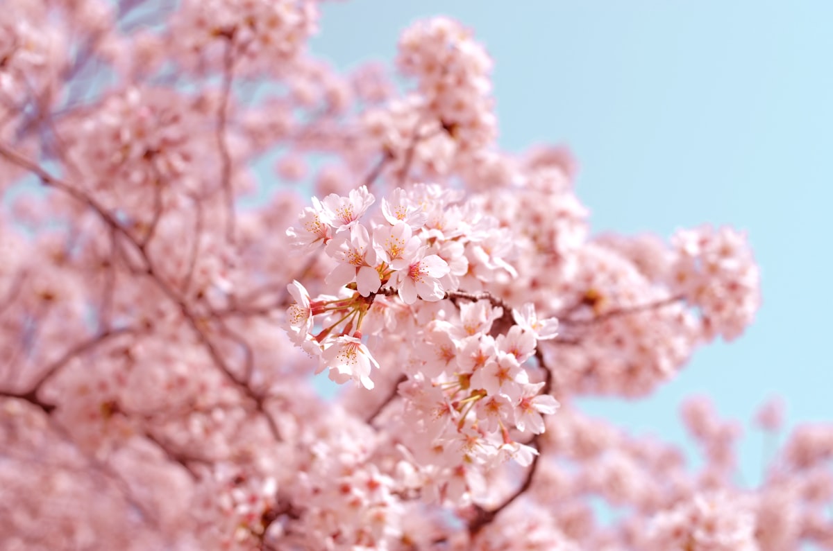 du lich nhat ban mua hoa anh dao 2026 dep nhat sakura
