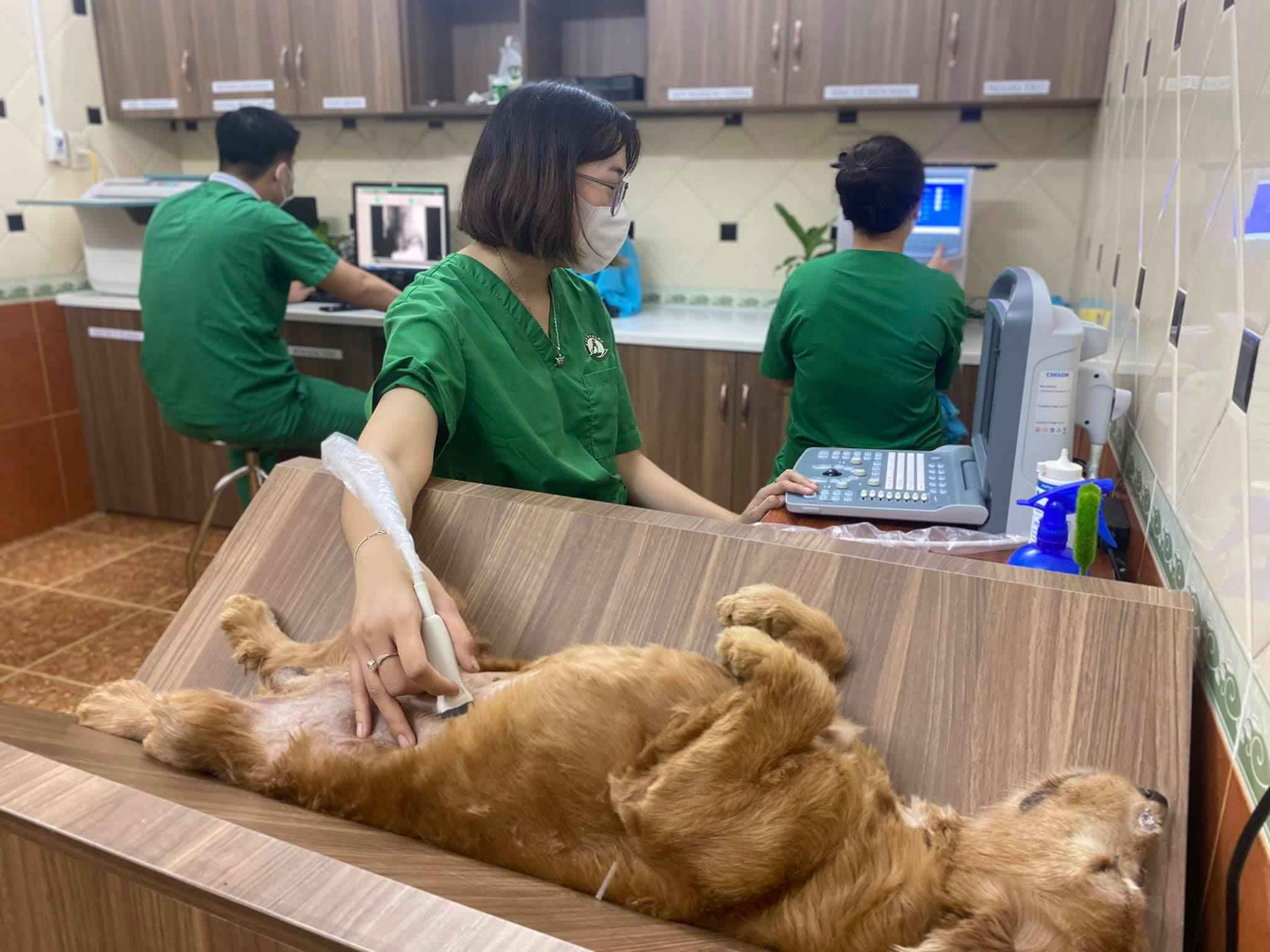 Siêu âm chó tại địa chỉ khám thú y uy tín Sài Gòn