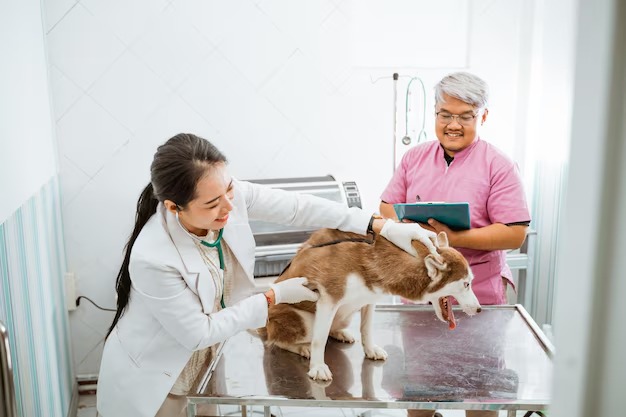 Bác sĩ kiểm tra chó ở điểm khám thú y