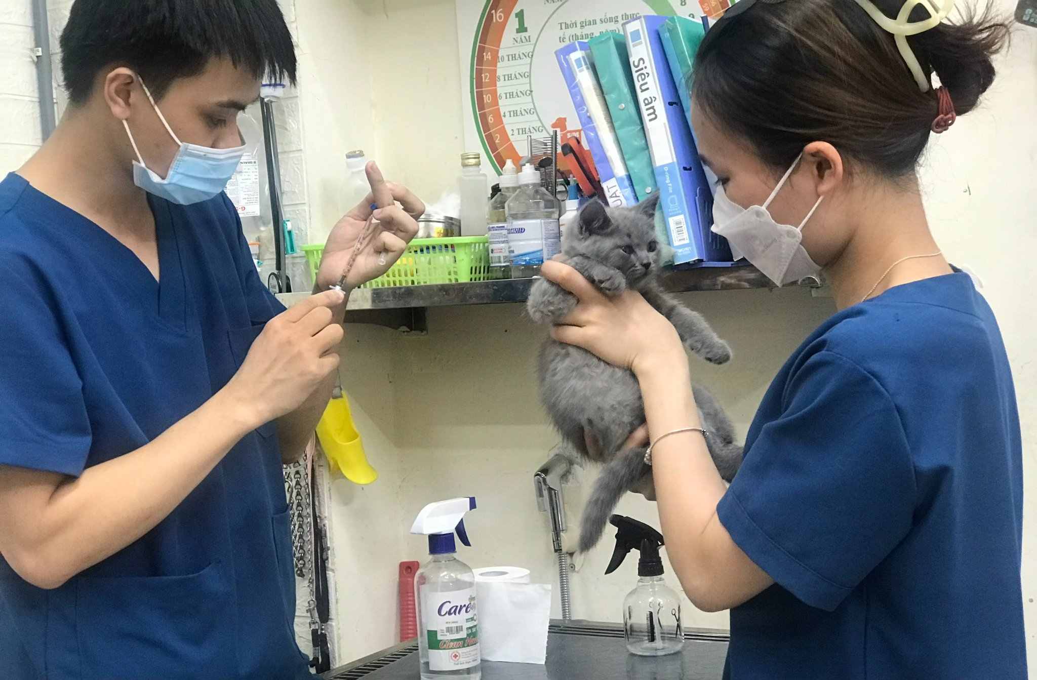 Tiêm phòng cho mèo tại khám thú y uy