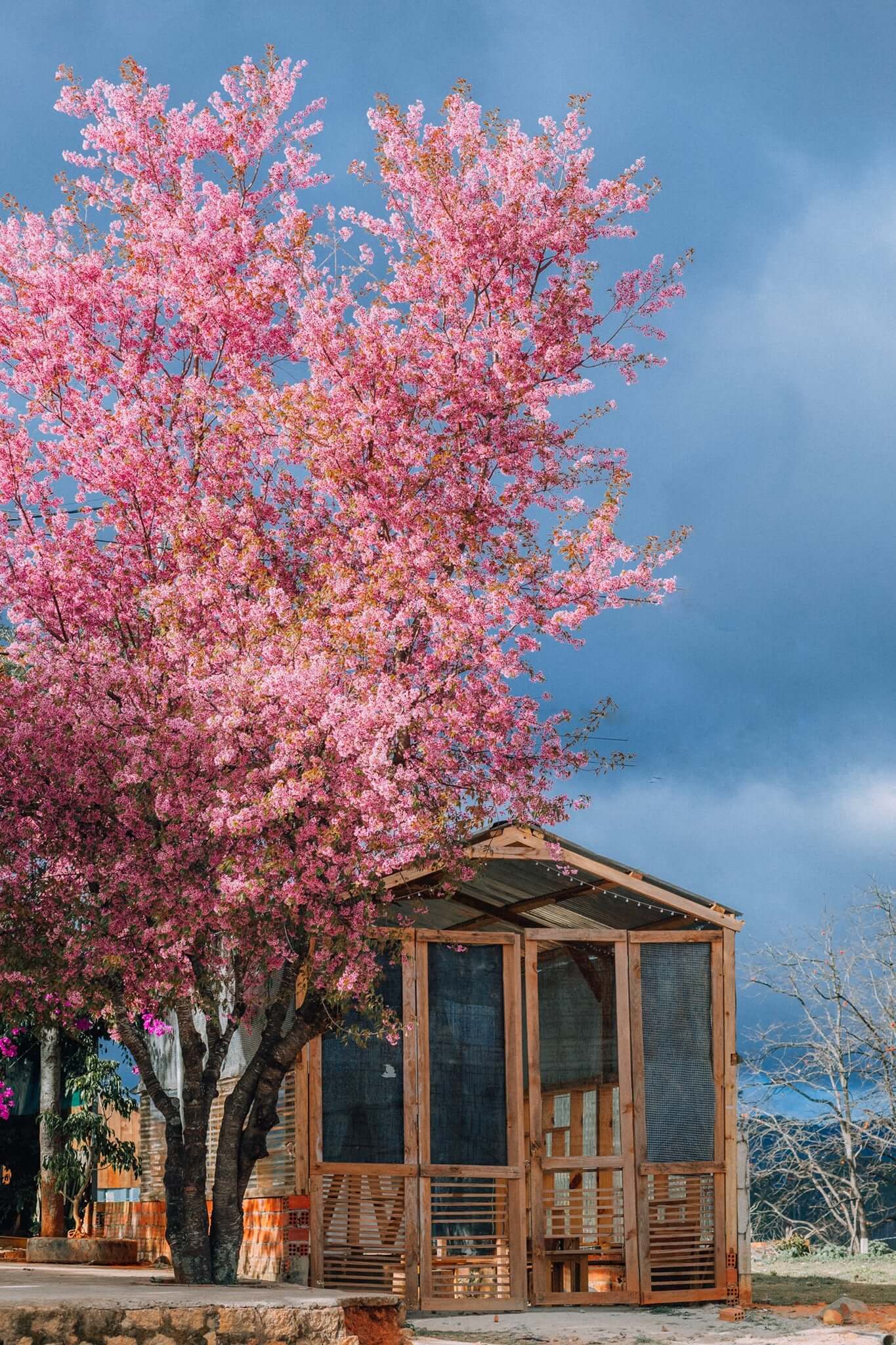 Mai anh đào trong dịp du lịch Tết tại Đà Lạt