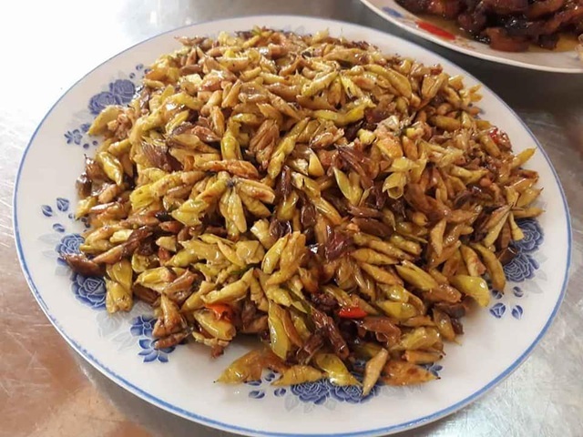 Nhộng sầu muồng - món ăn kinh dị nhất Việt Nam tại Đắk Lắk.