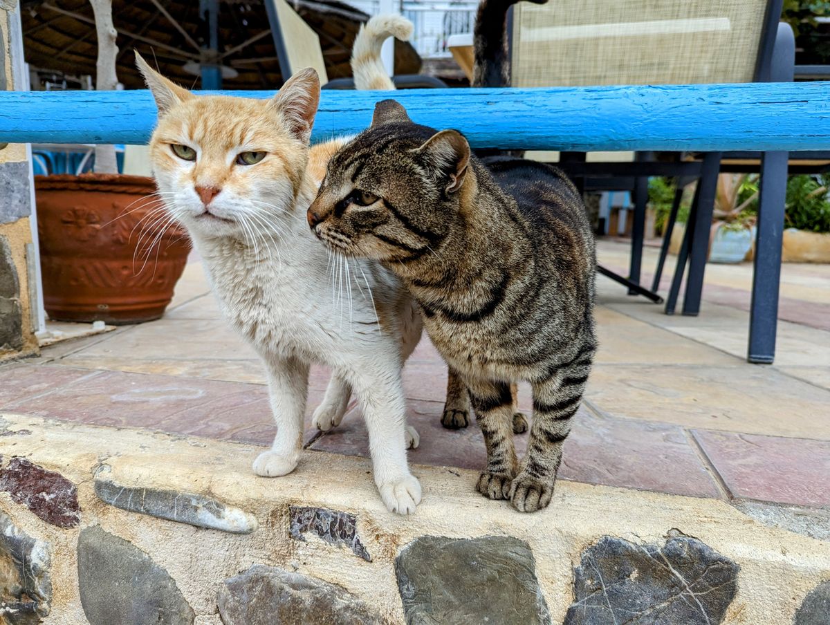 Hai chú mèo vàng và mèo mướp quấn quýt tại quán cà phê mèo TPHCM