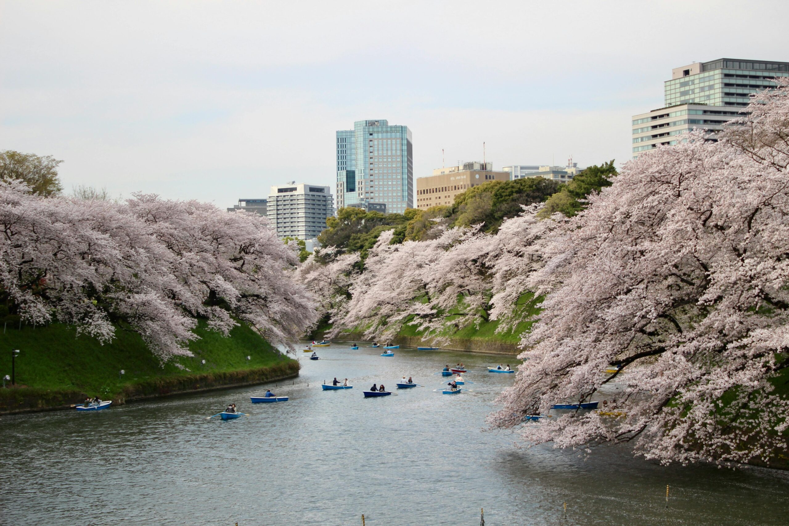 Đi thuyền ngắm hoa anh đào tại hào Chidorigafuchi Tokyo mùa xuân 2026