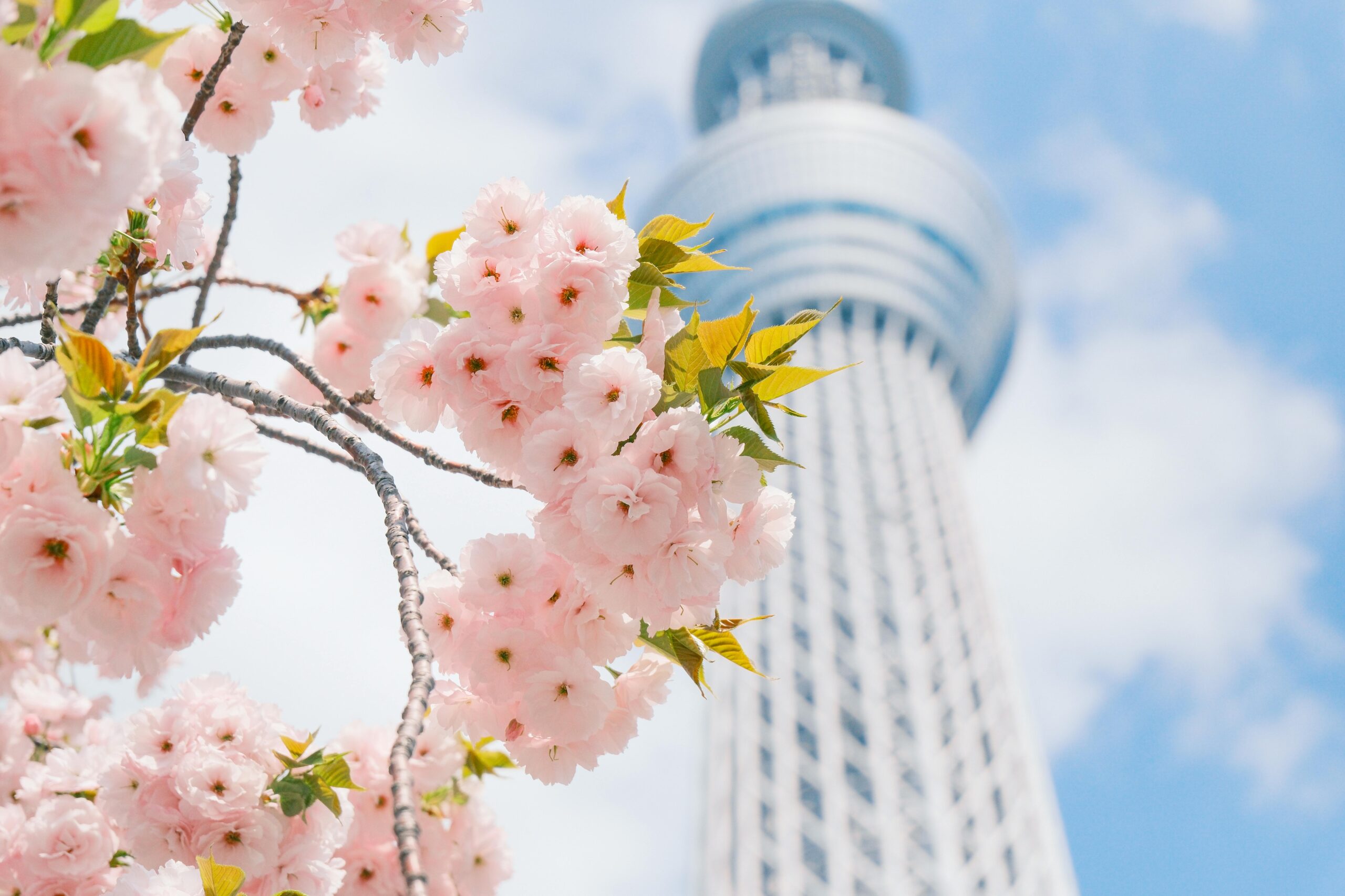 Tháp Tokyo Skytree với hoa anh đào sakura nở rộ phía trước mùa xuân 2026